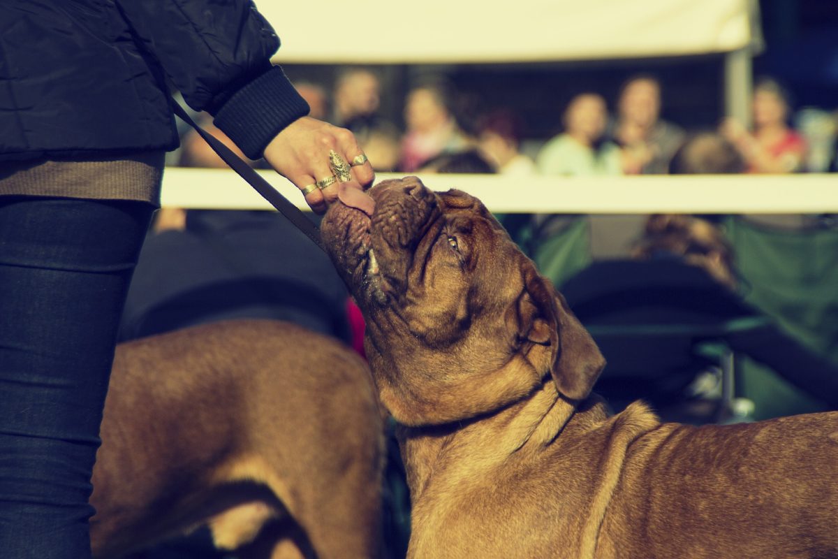 10 Passos fundamentais para aprimorar a relação de confiança entre cães e donos