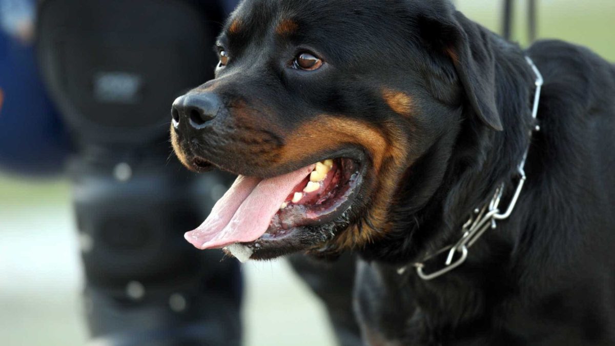Rottweiler: Adestramento de guarda e proteção